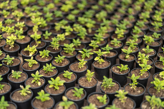 Interior of greenhouse with many growing flowers