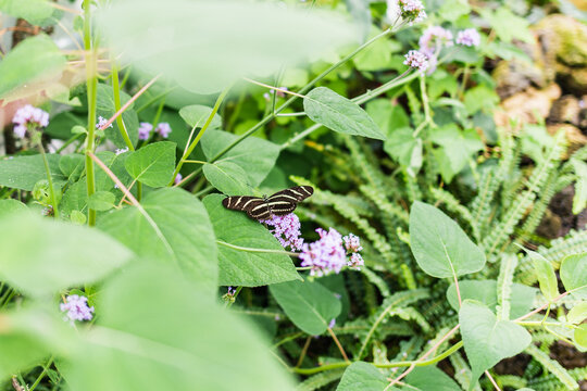 Striped Butterfly on Bright Green Plants with Lavender Flowers