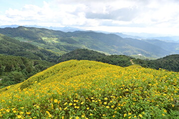 Fototapeta na wymiar Beautiful view of Doi Mae U Khoti with yellow flowers blooming all over the mountain and blue sky. Mexican sunflowers bloom all over the mountain surrounding a U-shaped road. popular tourist 