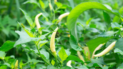 Organic fresh chili in the garden with water droplets on leaves in the rainy season.