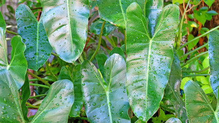 Philodendron leaves with water drops on the leaves after the rain.
