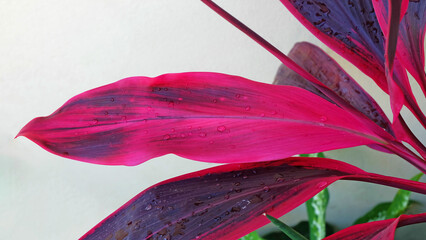 Close up Ti plant or Cordyline fruticosa leaves with water droplets on leaves in the rainy season, the freshness after the rain.