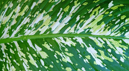 Detailed patterns and textures of Dumb cane leaves (Dieffenbachia seguine (Jacq.) Schott) with water droplets on leaves
