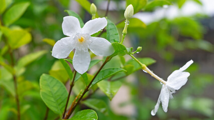 Water droplets on beautiful white flowers after the rain, Close up white flower Snowflake, Milky Way, Arctic Snow, Winter Cherry Tree, Sweet Indrajao, in the garden.
