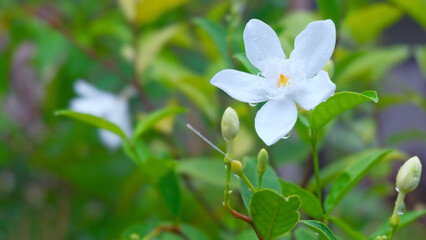 Water droplets on beautiful white flowers after the rain, Close up white flower Snowflake, Milky Way, Arctic Snow, Winter Cherry Tree in the garden