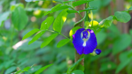Butterfly pea, bluebellvine, blue pea, kordofan pea (Clitoria ternatea) creeps up on tree with beautiful bloom in the garden..