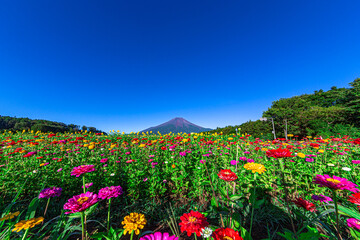 真夏の富士山と花々