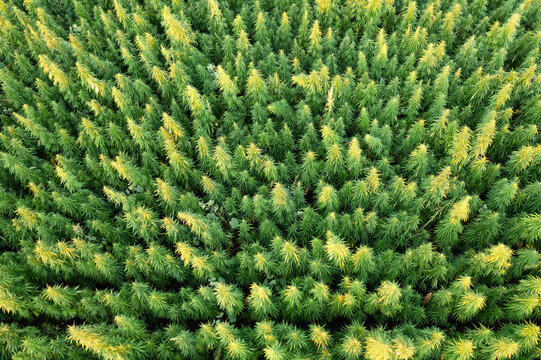 Agriculture: Aerial shot of hemp/cannabis field