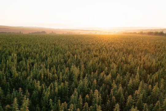 Agriculture: Aerial shot of hemp/cannabis field