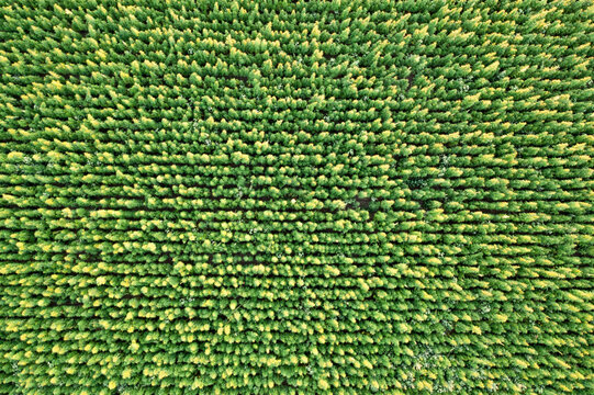 Agriculture: Aerial shot of hemp/cannabis field