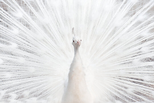 White peacock