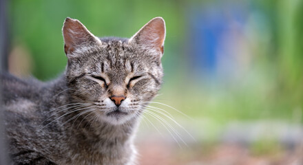 Big gray stray cat resting on steet outdoors in summer