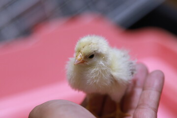 手乗りするセラマ種のメスヒヨコ