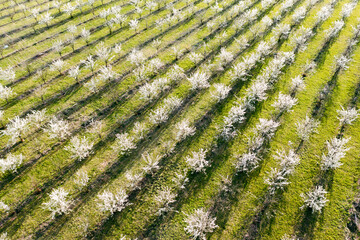 Agriculture: cherry tree plantation in bloom during spring
