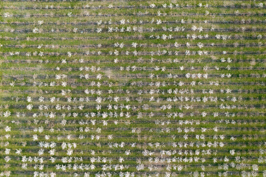 Agriculture: cherry tree plantation in bloom during spring