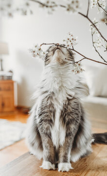 Curious Kitty