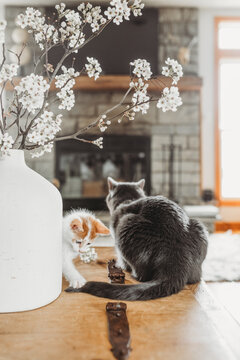 Playful kitten