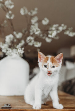 Curious Kitten