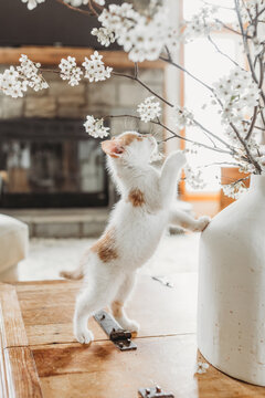 Curious Kitten