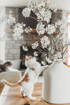 Curious Kitten