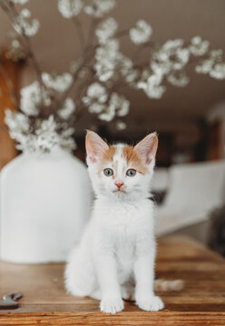 Curious Kitten