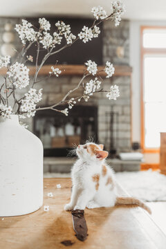 Curious Kitten