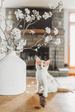 Curious Kitten