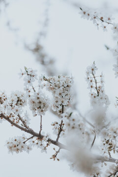Blooming Tree Background. 