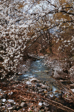 Creek In Forest. 