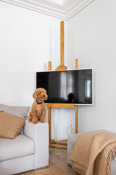 TV in an easel with a puppy on the sofa next to a poof with a plaid  