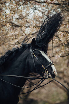 Black horse hair flipping
