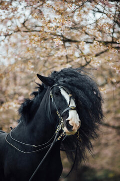 Friesian horse portrait

