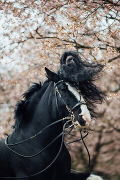  Friesian horse in a movement

