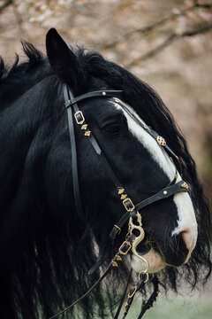 Portrait of the Friesian horse
