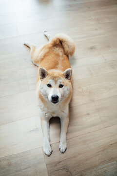 Cute little dog
