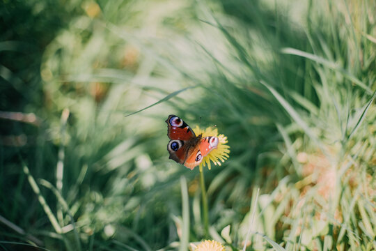 Fototapeta Peacock Butterfly