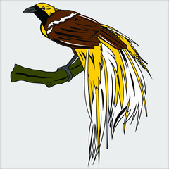 CENDRAWASIH BIRD FROM PAPUA IMAGE VECTOR ILLUSTRATION