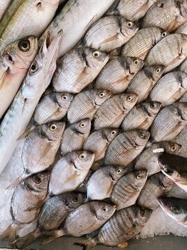 A fresh catch of small various fish