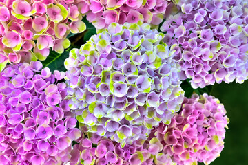 カラフルな紫陽花（Hydrangea