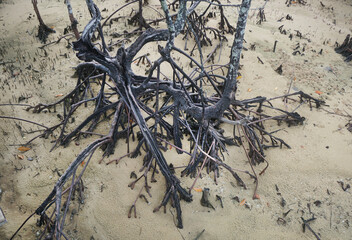 aerial roots of mangrove tree on sand.
