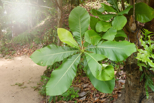 Green Dillenia pentagyna leaves. dicot plants. Dilleniaceae.