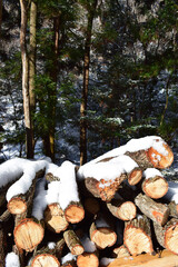 Firewood with snow in the forest