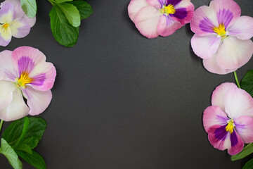 Pink pansy flowers on chic black background