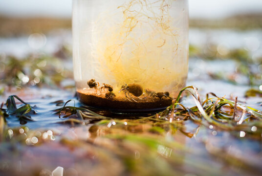 Hermit Crabs in a Jar