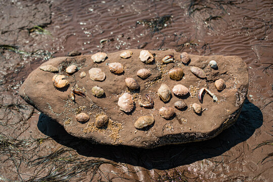 Crab shells on a Rock