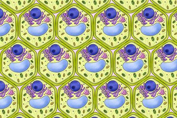 Repeating pattern of plant cells, illustration