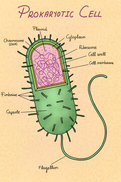 Prokaryotic cell anatomy illustration