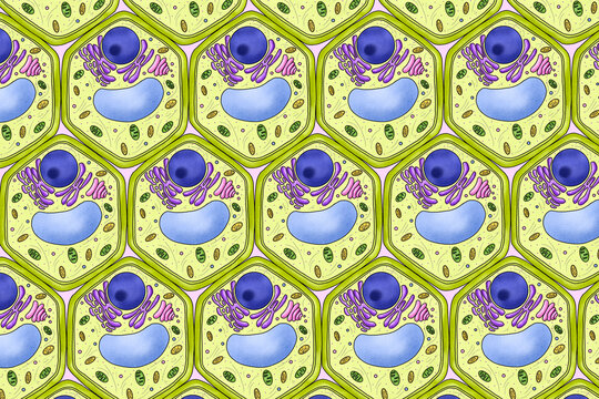 Repeating pattern of plant cells, illustration