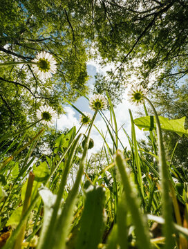 Nature sunny spring time