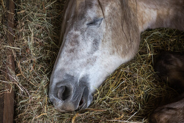 deep sleep on a pillow of hay